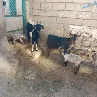 2عددبز جوان کوک دو عدد چیش نر فروشی قیمت همه