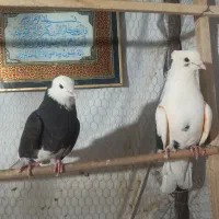 طوقی الماسی و شازده