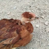 خروس گلین‌ وگردن لخت