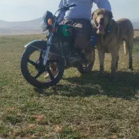 سگ عراقی|سگ|سجاس رود, |دیوار