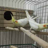 ظروف آشپزخانه