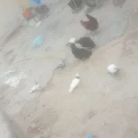 فروشی کبوتر با مرغ