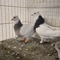 یک جفت طوقی کرمانشاهی طوق خفت