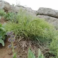 ذغال قلیونی