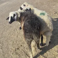 سه راس گوسفند خوب