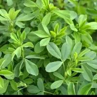 فروش یونجه خالص علفی کوفته و پرس
