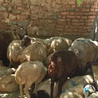 ابلغ  در شمال شرق زنده