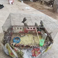 سهره