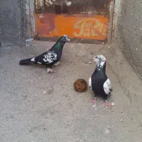 کبوتر|پرنده|مشهد, شترک|دیوار
