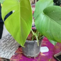 گلهای زیبا وسر سبز ۱۰۰ ت