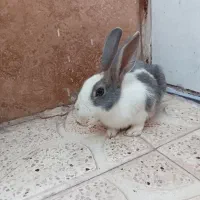 خرگوش