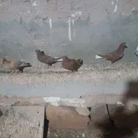 کفتر رنگه دم سفید