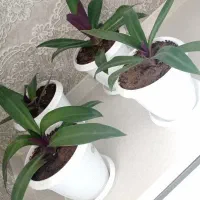 نهال زیبای موسی در گهواره