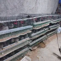 قفس بلدرچین