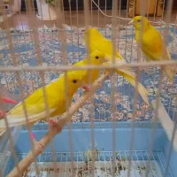 چهار عدد قناری نر طلایی همگی بخون