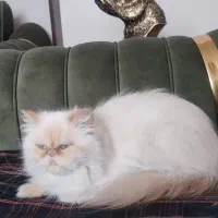 واگذاری دو پرشین خوشگل و دوست‌داشتنی