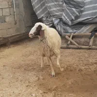 قوچ سنجابی