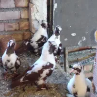 قرمز ی نشان