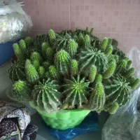 ۵ تا گل خیلی بزرگ آلوئه ورا و کاکتوس