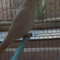 عروس هلندی  ۱ ساله اهلی سالم و سرحال