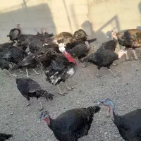 جوجه بوقلمون و جوجه مرغ