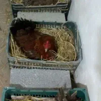 مرغ کرچ فروش با معاوضه