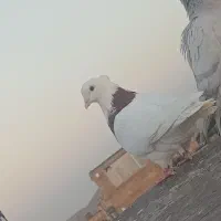 کبوتر رنگه