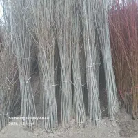 نهالستان صنوبر نیگرا