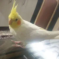 عروس لوتینو