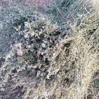 بیده یونجه خشک