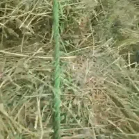 یک نیسان بونجه
