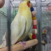 جوجه عروس ۲ ماهه