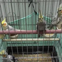 عروس هلندی ( مادر و پدر دو عدد بچه )