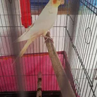 عروس هلندی ماده