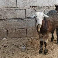 بز میش بره