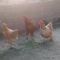 مرغ و خروس بالغ امپراطور اصیل