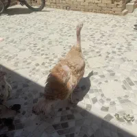 بوقلمون