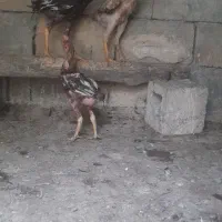 جوجه لاری اصل