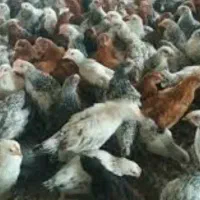 جوجه گلپایگان واکسن خورد