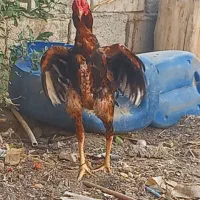 سلام خروس نسل دار