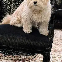 واگزاری پودل تریر خانگی