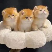 مرکز اصلی حرآج گربه های بازیگوش و خرسی گرد قلمبه
