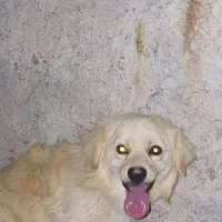 سگ پامر