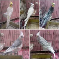 عروس هلندی نر سخنگو