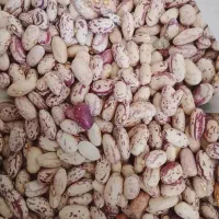 لوبیا چیتی درشت و انواع حبوبات
