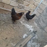 مرغ