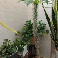 گل ماداگاسکار