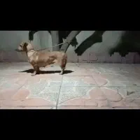 سگ داشهوند ماده زیر قیمت