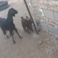 بز جملی