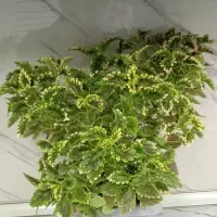 گل طبیعی|گل و گیاه طبیعی|سنندج, |دیوار